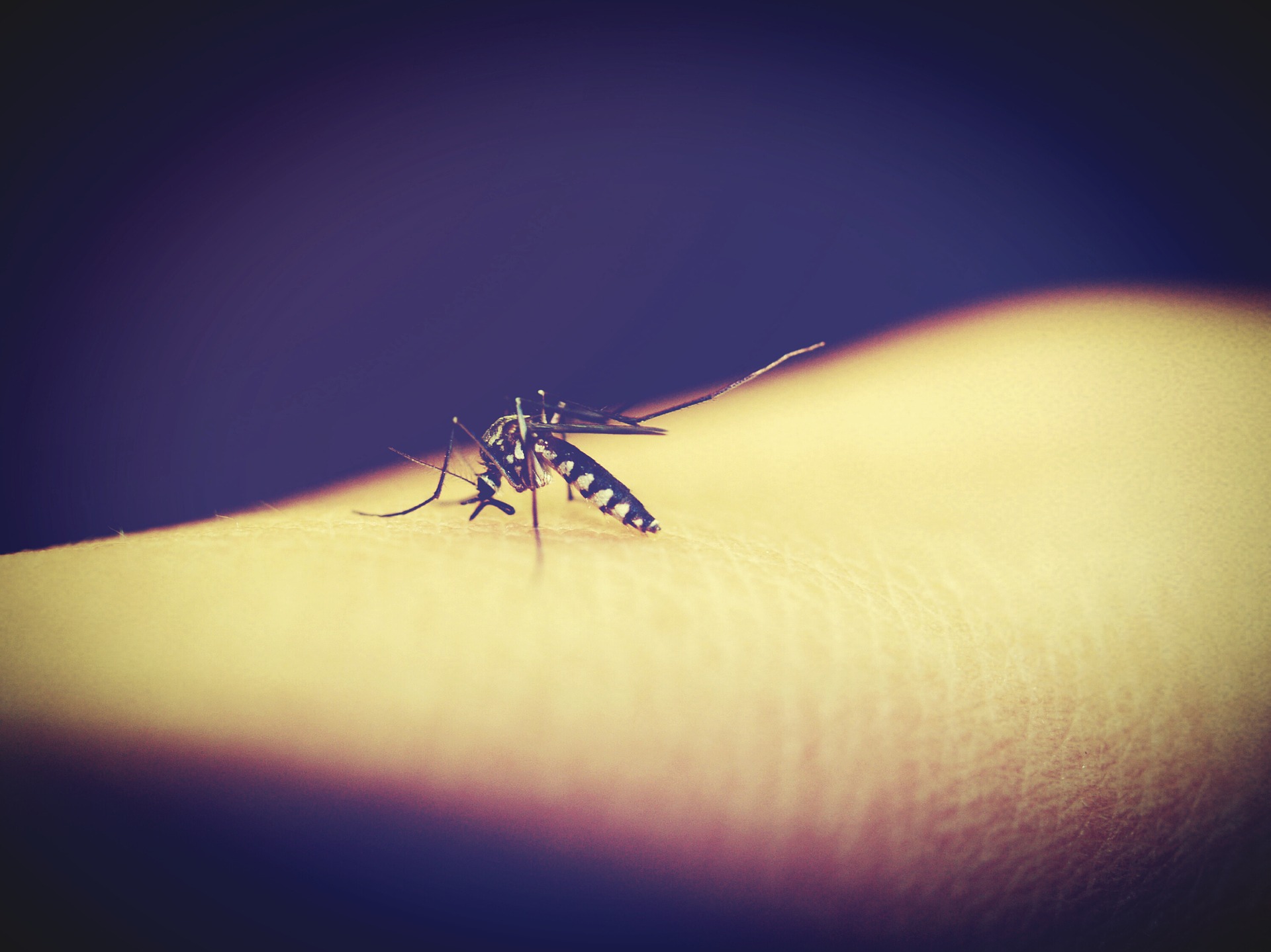 dengue zika y chikungunya que repelente usar en niños