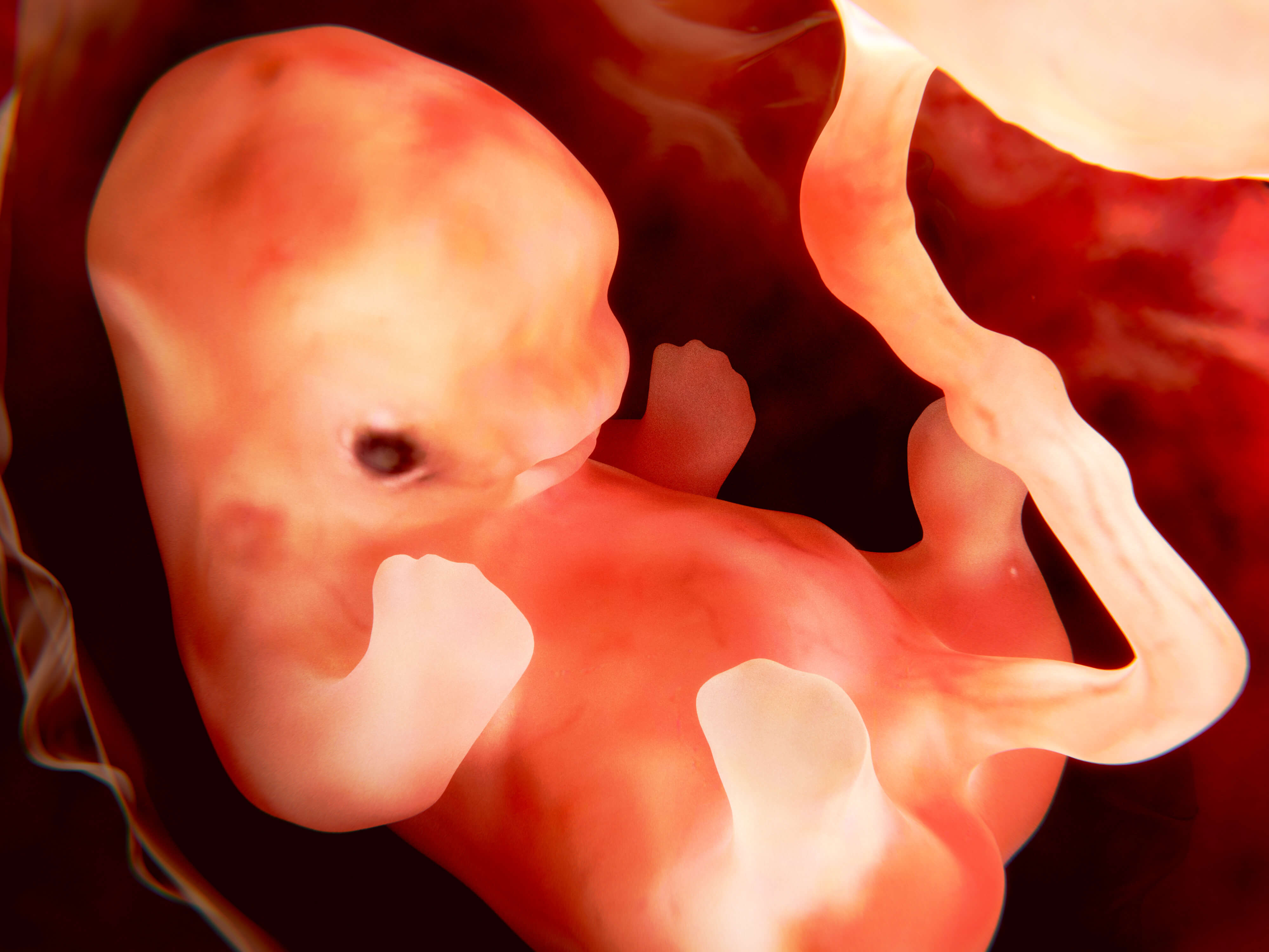 Embarazo: Semana 9 de embarazo | Planeta Mamá