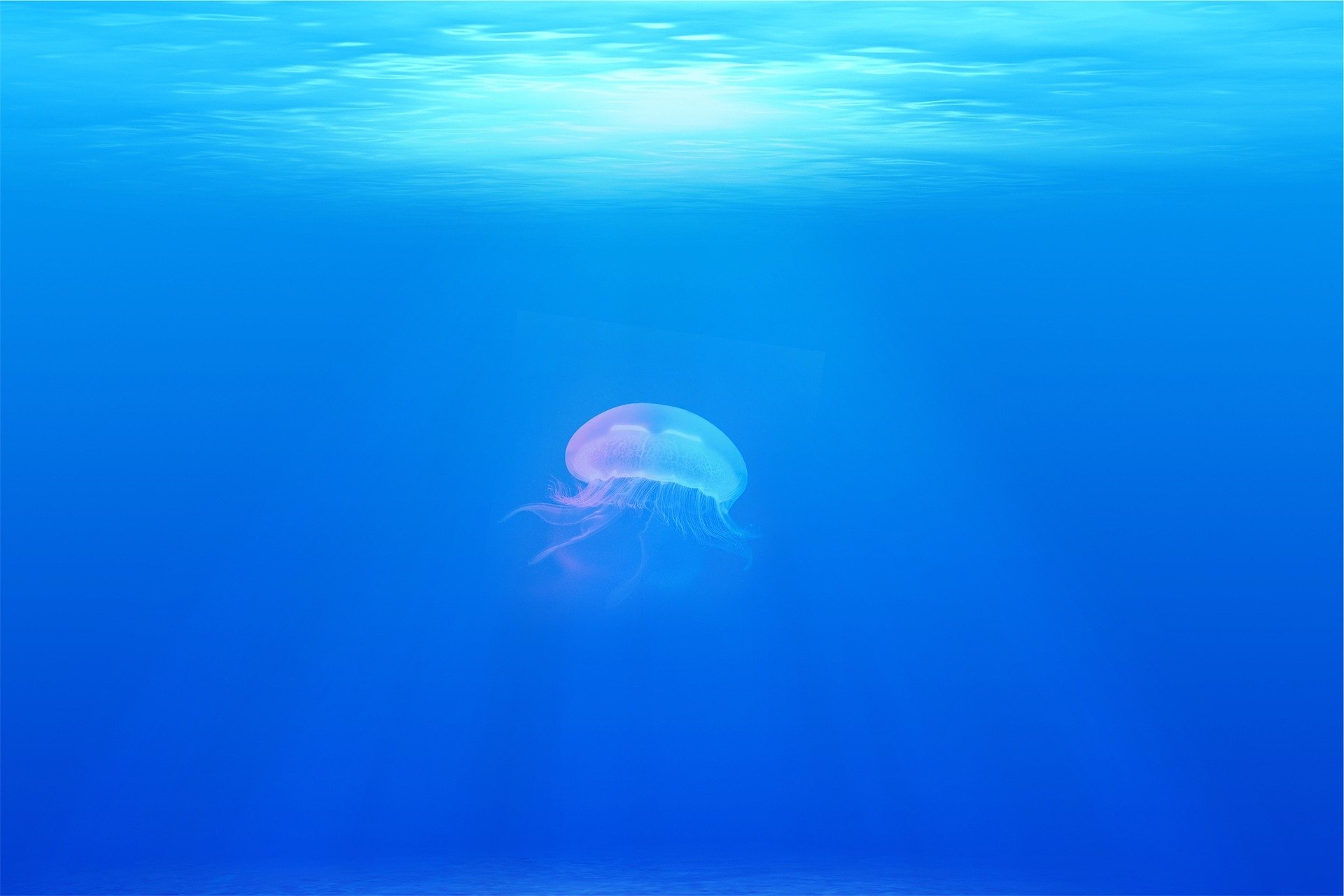 Cómo calmar la picadura de una medusa o "agua viva"