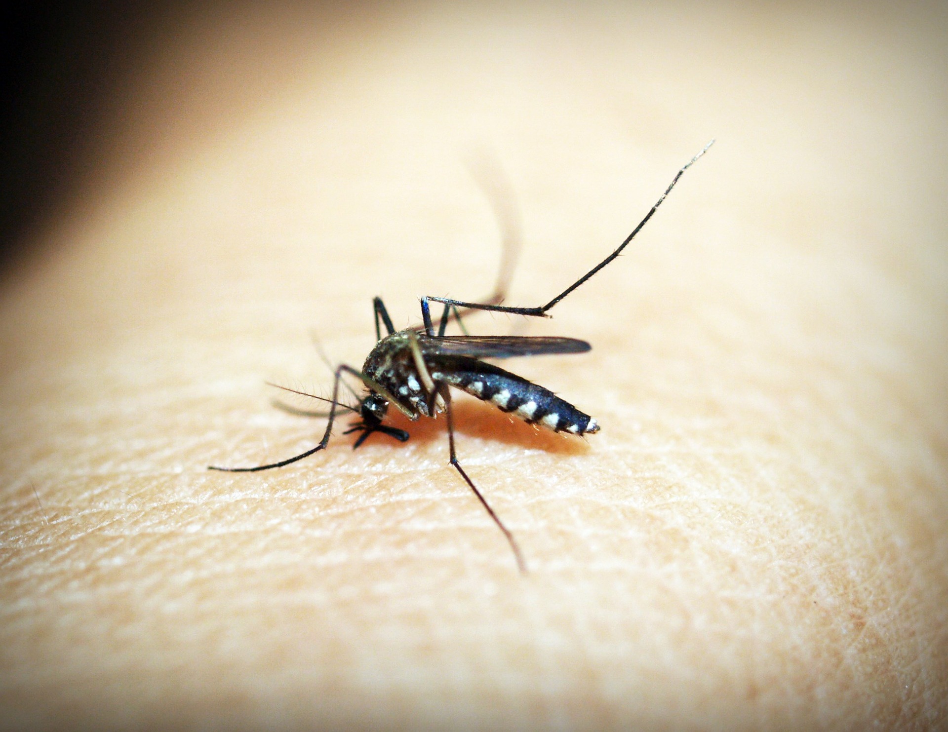 dengue, zika embarazo