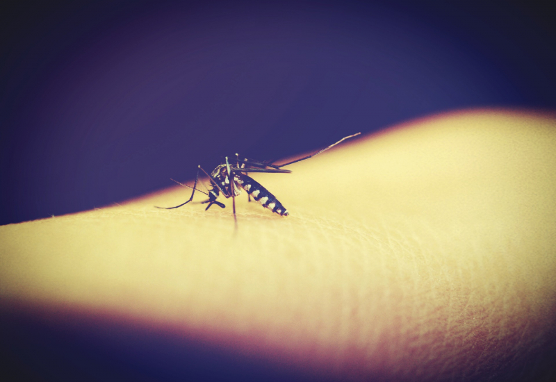 Alergia a picaduras por insectos
