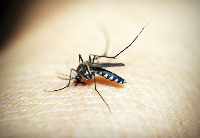 dengue, zika embarazo