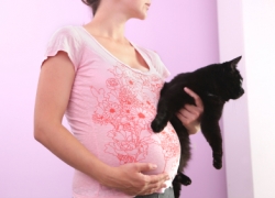 Toxoplasmosis y embarazo: gatos